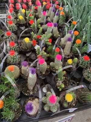 Small Cacti