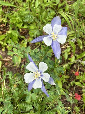 Wild Columbines (state flower of Colorado).