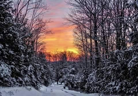 WINTER WONDERLAND IN COOK FOREST