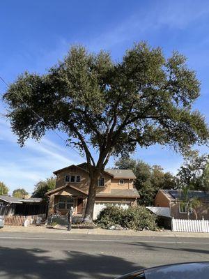 After picture of our Oak tree!