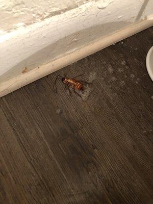 Dead roach