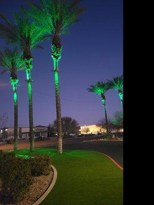 Palm Tree light installation