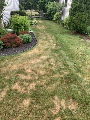 The property line is in the middle of this strip of grass. TruGreen sprayed the left side. The grass was dead within hours of being sprayed.