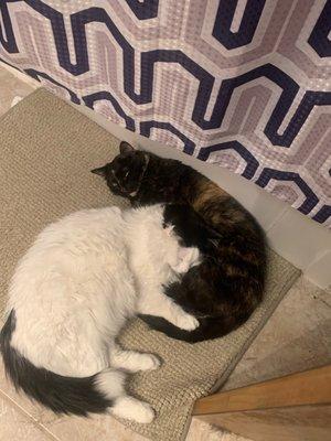 Our cats snuggling up after Mitzi came come from her days away.