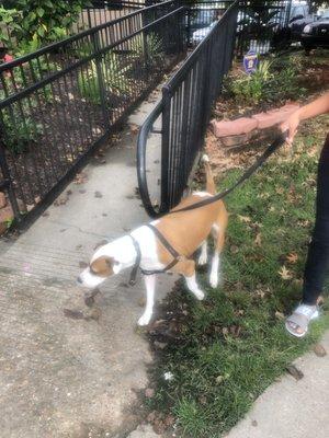 Timbo exploring the outside smells before he went in