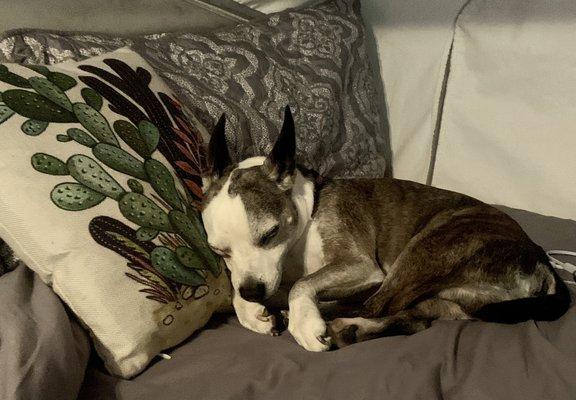 Pepin the Bojack rescue (Boston-Jack Russell mix) enjoys the vets and help from the experts at Faith Animal Care