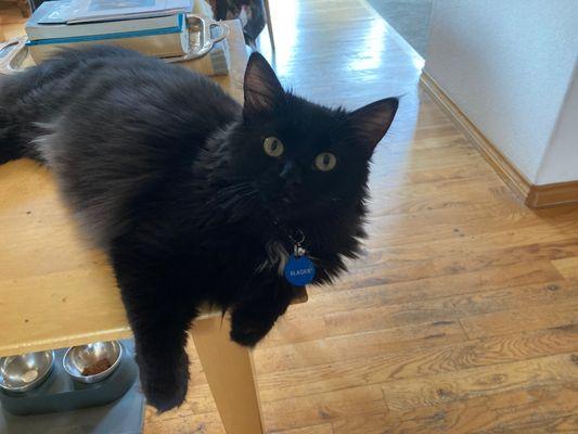 Blackie. In his new home, bringing joy. (And waiting for dinner.)