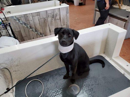 Scrub a dub dub, Hudson in the tub!