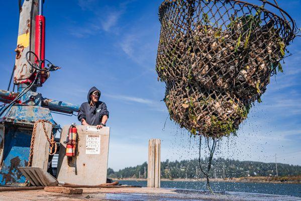 A beautiful sunny Coos Bay day hauling oysters pots.