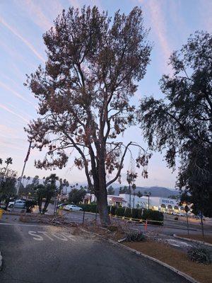 Big pine tree removal