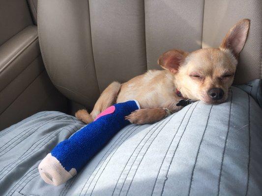 Here is Jo-Jo with one of his casts.