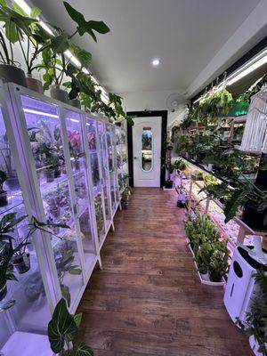 Consignment cabinet and lots of rare plants