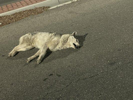 Poor wolf ran dead into my car.