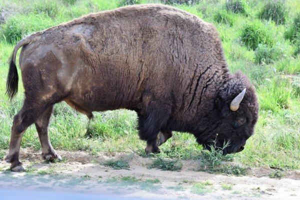 Grazing Bison.