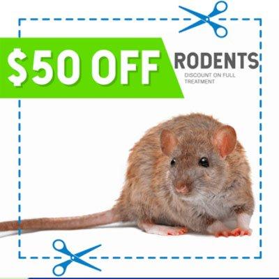 Get rid of rodents