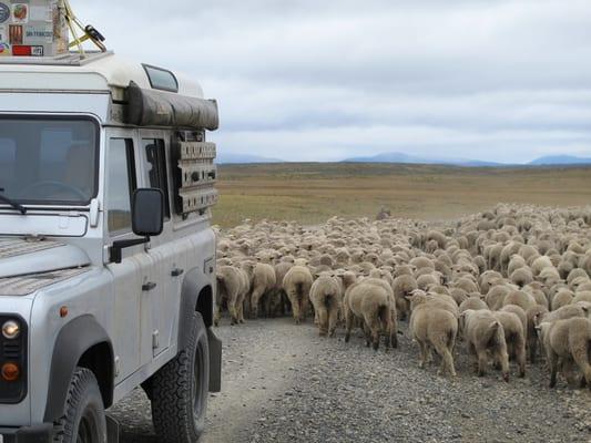 Sheep cannot stop a Defender 110.