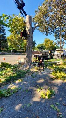 Tree Removal Robot