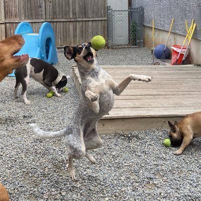 Groovehound playing catch with dogs