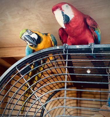 Rescued Parrots