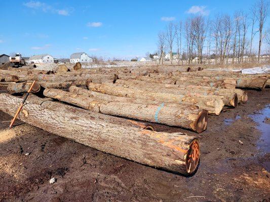 Valley view forestry & logging Walnut Veneer Logs we selectively harvested