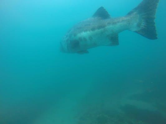 Giant Black Sea Bass in La Jolla Cove