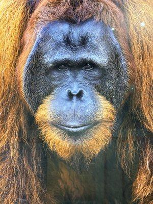 Orangutan