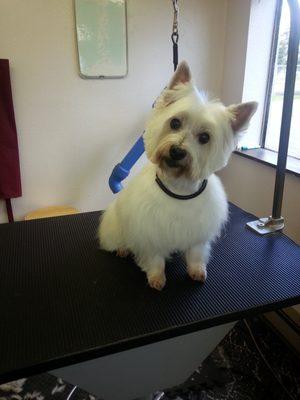 Maybe I'm not a show dog but after my grooming at Four Paws I feel and look like one!