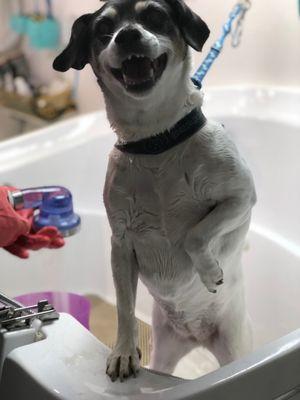 Molly in the tub !