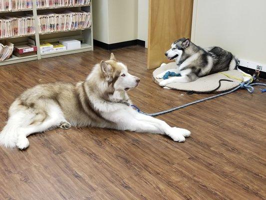 Office dogs (Malamutes...very sweet-they came up to me and gently greeted me)