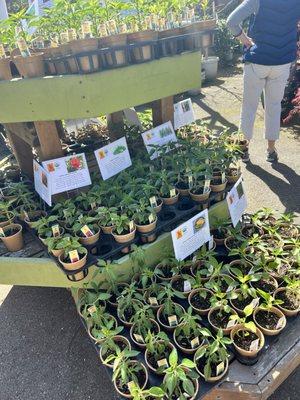 Pepper Plants