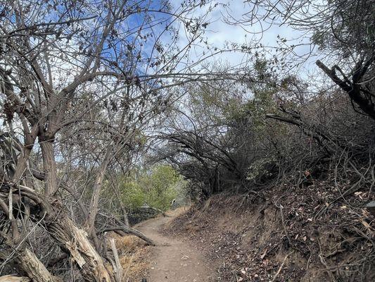 Dead trees tunnel.