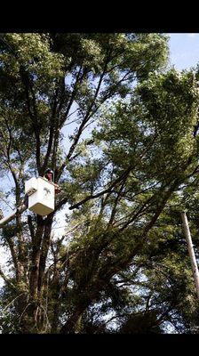 Working on a very hazardous emergency removal of a very large Elm tree that is threatening this clients home.