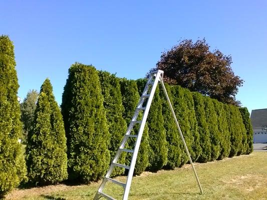 Trimming Tall Hedges