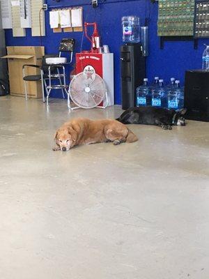 Couple cute shop guards on duty