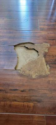 Damaged hardwood floors by subterranean termites