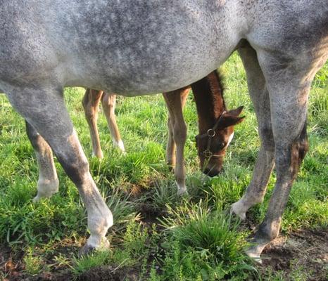 Mare and foal at Nursery Place Farm