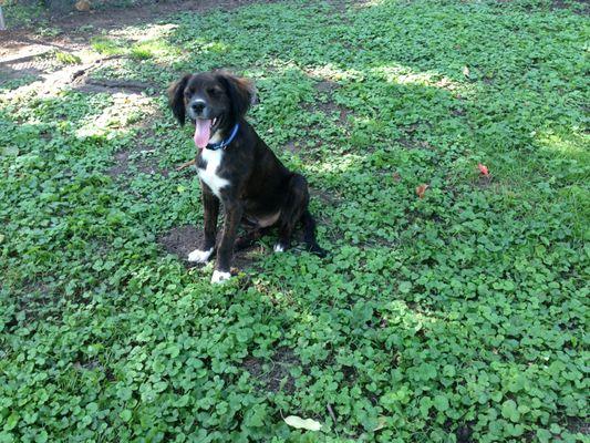 Mickey as a happy puppy once his tummy problems were fixed.