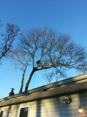 Jessie in the tree making sure the branches don't fall on our house!