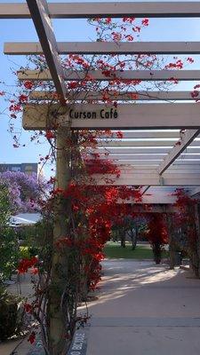 Curson Cafe