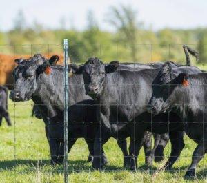 We are capable of installing the livestock fence that best suits your needs and is assured of providing you with many years of service life.