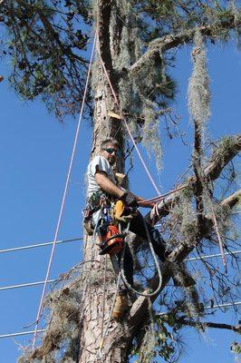 Karney Tree Service