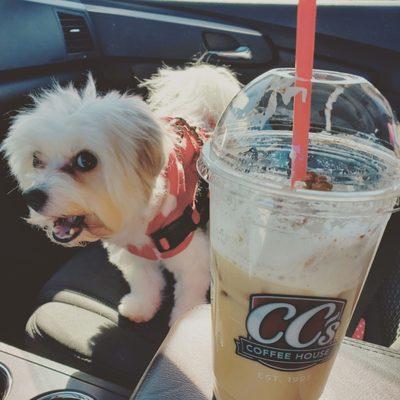 Iced King Cake latte, and a happy pupper post pupachino.