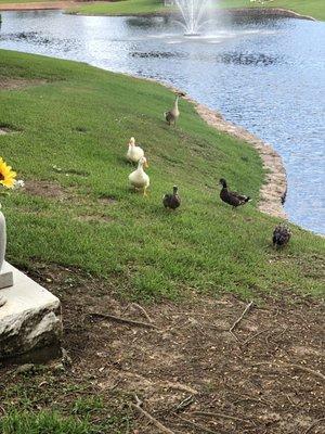 Duck Friends who live at the cemetery. 8.8.21 Yes, I fed them duck food(NO BREAD)