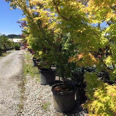 Different kinds of Maples