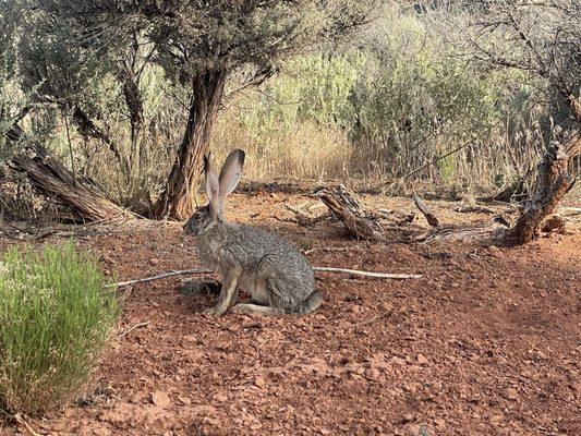 Desert Hare