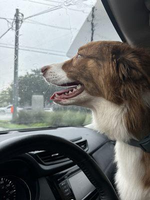 Leo excited to pull up to Dog Daze!