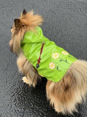 Biscuit in her rain jacket