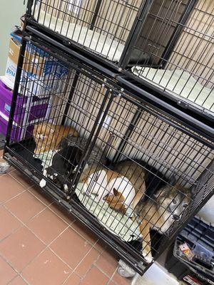 Too many dogs in 1 cage. Sad sad