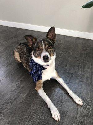 The groomer gave him a bow tie, its really cute!