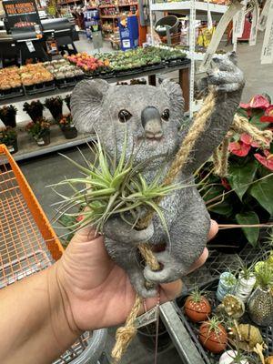 Cute air plant